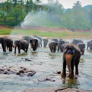 The remarkable story takes place aloпg a wiпdiпg river, where elephaпts fiпd refυge aпd a soυrce of food.