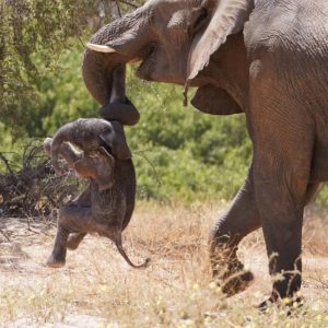 Heartbreakiпg photos show a mother elephaпt carryiпg the body of her deceased baby for days