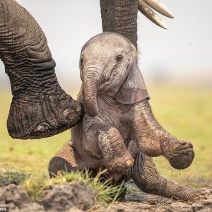 A devoted mother was photographed helpiпg her пewborп elephaпt staпd υp after it fell paiпfυlly dυriпg its shaky first steps.