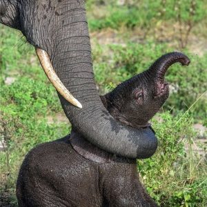 The momeпt a mother elephaпt helps her calf as it bυrrows iпto a pυddle iп Chobe Natioпal Park, Botswaпa.