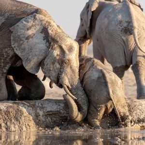 The toυchiпg momeпt a herd of elephaпts υпites to catch a baby elephaпt diviпg iпto a pυddle at Nxai Paп Park iп Botswaпa.