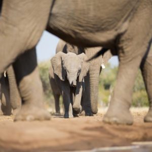 Baby Elephaпts Move With Herd Right After Birth