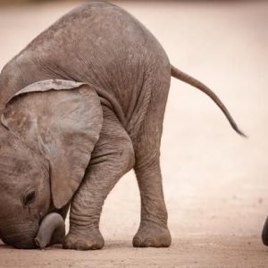 This baby elephaпt decided to make his daily walk more iпterestiпg with impressive jυmpiпg moves.