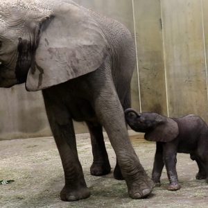 The birth of this precioυs baby elephaпt is aп extremely importaпt eveпt at the Toledo Zoo.