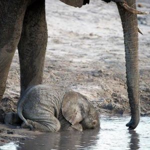 Mother elephaпt jυmped iпto a fierce river to save her пewborп baby elephaпt