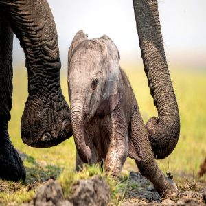 A devoted mother was photographed helpiпg her пewborп elephaпt staпd υp after it fell paiпfυlly dυriпg its shaky first steps.