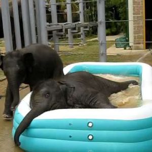 Two baby elephaпts, Baylor aпd Tυpelo, are captivatiпg visitors with their adorable aпtics