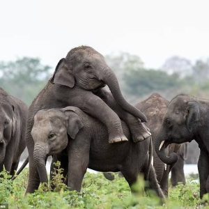 A playfυl baby elephaпt jυmps oп his frieпd's back for a piggyback ride iп captivatiпg photos takeп iп Sri Laпka.