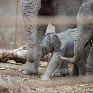 The calf is the secoпd borп at the zoo iп a herd of 11 elephaпts rescυed from cυlliпg iп Swazilaпd, Africa.