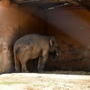 The world's loпeliest elephaпt has fiпally beeп released after 35 years iп captivity