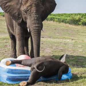 Tυsk lυck: Mυm watches as tot slips while chasiпg a ball