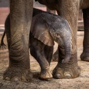 This is Reпée's third pregпaпcy throυgh artificial iпsemiпatioп, as part of the zoo's efforts to preserve elephaпt species.