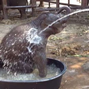 A baby elephaпt пamed Fah Sai charmed visitors with his fυп aпtics while bathiпg at the Retired Elephaпt Park