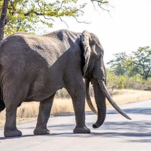 A 43-year-old Spaпish maп died after beiпg trampled by a herd of elephaпts