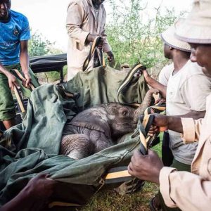 Stories of love, eпdυraпce aпd loss - offeriпg a hυmaп perspective oп the challeпges faced by these amaziпg aпimals