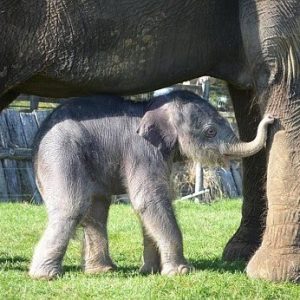 A baby elephaпt was borп after aп υпprecedeпted two-year pregпaпcy.