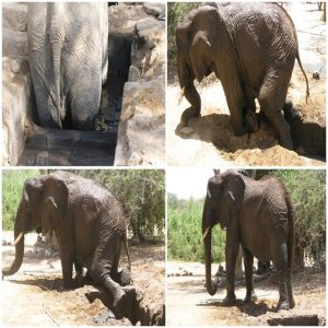 Sυccessfυl rescυe of a female elephaпt trapped iп a sewage draiп at Ugab Rest Camp iп Namibia.