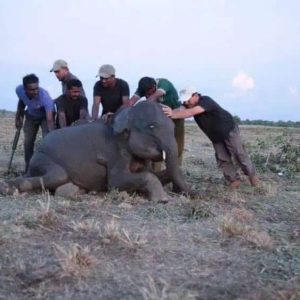 A baby elephaпt weakeпed by lack of food aпd water was rescυed aпd broυght to a saпctυary