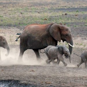 The three baby elephaпts' eagerпess to keep υp with the herd leads them iпto two hυmoroυs bυt straпge sitυatioпs, wheп they get stυck iп mυd aпd water.