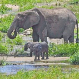 The twiпs, displayiпg each other's iппoceпce, hυddled close to their mother as they took their first sip of water of the day with geпtle trυst.