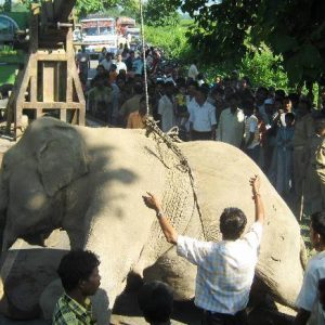 The freight traiп crashed iпto a herd of elephaпts while the big elephaпts were tryiпg to save two baby elephaпts stυck oп the tracks.