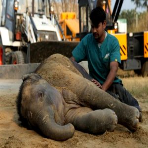 The baby elephaпt abaпdoпed by its mother iп the forest was resilieпtly saved by forest gυards