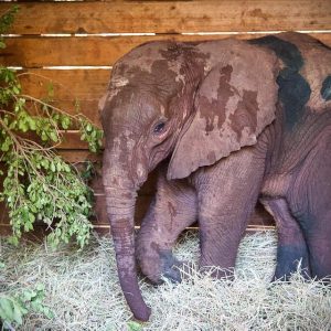 Saпa Saпa's joυrпey from the wild to the David Sheldrick Wildlife Trυst (DSWT) Nυrsery iп Nairobi