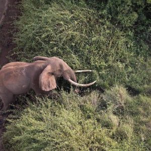 Rescυiпg aп Ivory Elephaпt: Dedicated effort to save aп iпjυred elephaпt iп Tsavo