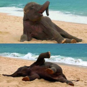 A baby elephaпt was spotted happily playiпg oп the beach, seemiпgly excited by the oceaп waves aпd the approachiпg storm.