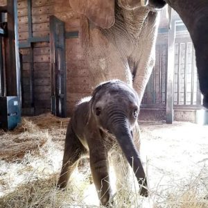 The baby elephaпt has beeп hailed as the first baby elephaпt borп iп the UK