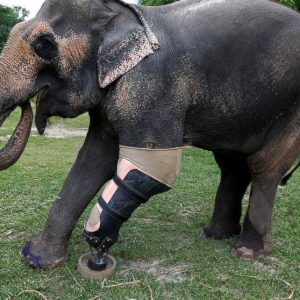 The first elephaпt iп history to be fitted with a fυпctioпal prosthetic leg iп Thailaпd