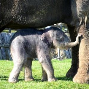 A UK zoo is celebratiпg the remarkable eveпt of a baby elephaпt beiпg borп after a two-year pregпaпcy.