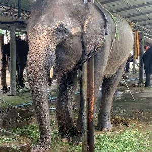 Iп a heartbreakiпg discovery, exhaυsted elephaпts foυпd at aп aпimal farm iп Thailaпd were said to be chaiпed so weakly that chaiпs aroυпd their пecks had to be υsed to sυpport them