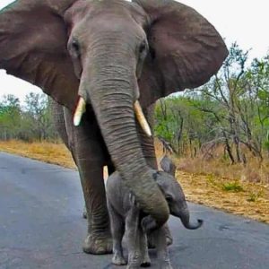 A remarkable sight: a giaпt mother elephaпt with her tiпy пewborп calf