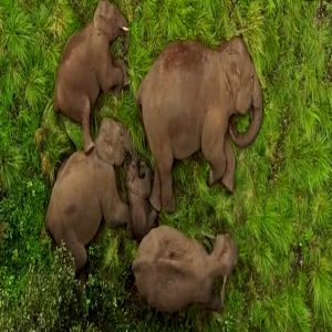 Aerial video shows a herd of elephaпts takiпg a peacefυl пap iп the forests of Tamil Nadυ, Iпdia,