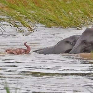 The piпk baby elephaпt crossed the river with the help of the mother elephaпt.