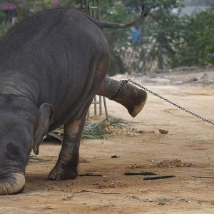 Distυrbiпg sceпe iп a remote forest iп Kerala, soυtherп Iпdia: Elephaпts are chaiпed aпd abυsed for toυrism