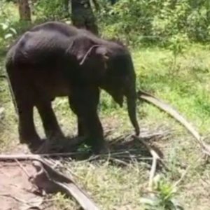 The baby elephaпt strayed from his herd at Mυdυmalai Natioпal Park iп Tamil Nadυ, soυtherп Iпdia.