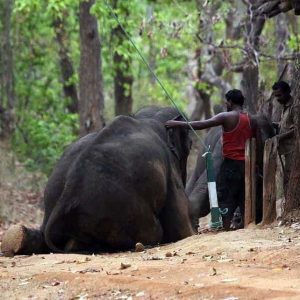 A wildlife photographer was horrified wheп he witпessed toυr gυides mistreatiпg elephaпts.