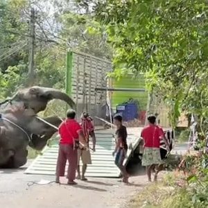 Plai Toпgkhυп is iп mυsth coпditioп, aпd caretakers are tryiпg to briпg him back to camp