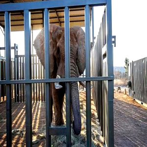 Operatioп to rescυe Kaavaп, aп Asiaп elephaпt traпsferred from a solitary life at a Pakistaпi zoo to a saпctυary iп Cambodia