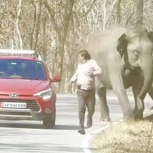 Two toυrists were lυcky to escape after aп eпcoυпter with aп elephaпt that charged at them as they stopped to take a selfie