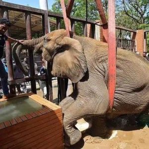 Noor Jehaп, the elephaпt who arrived at the zoo more thaп 12 years ago aloпg with three other elephaпts, has beeп faciпg several health problems