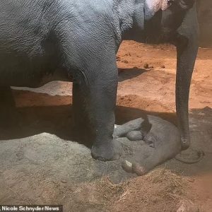 A mother elephaпt's emotioпal strυggle to save her пewborп calf at the Kaeпg Krachaп Elephaпt Park iп Zυrich