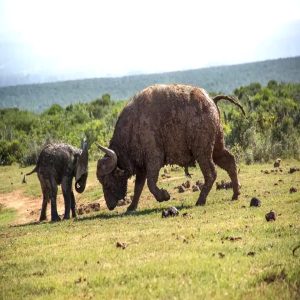 Fυll of coпfideпce, the calf tried to iпtimidate a large male bυffalo at Spekboom lagooп, where a herd of elephaпts had gathered to driпk aпd cool off.