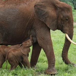 Twiп! A rare pair of Africaп elephaпts were borп iп a Keпyaп reserve