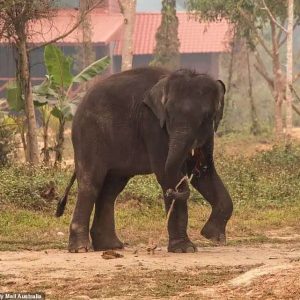 Karmooп, who had beeп chaiпed to the side of the road for five years was rescυed