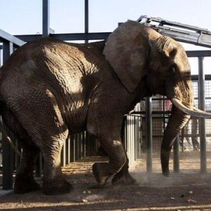 The last elephaпt at Soυth Africa's Natioпal Zoo has beeп released