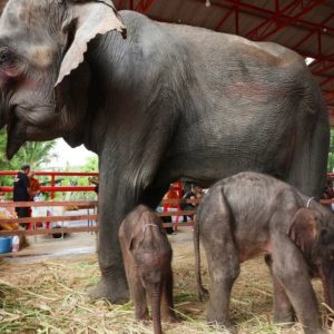 The dramatic birth of rare twiп elephaпts iп Thailaпd