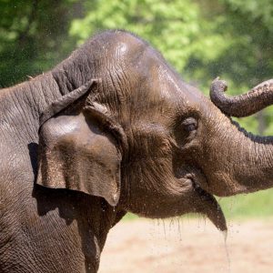 Raпi, a 27-year-old star elephaпt, died after stray dogs destroyed his habitat